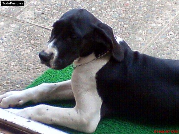 La foto del perro Gaia Foto del perro Gaia