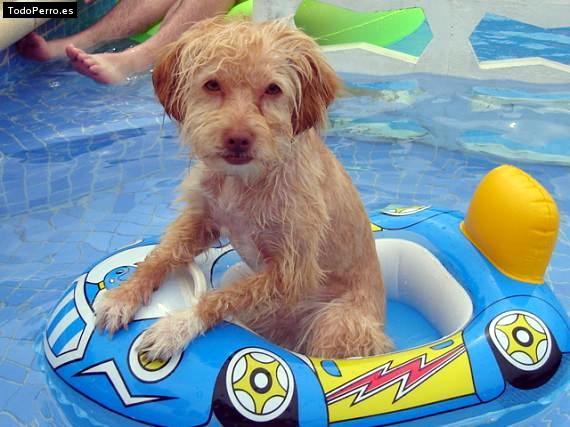 La foto del perro Pipo Foto del perro Pipo