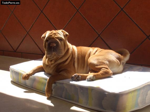 La foto del perro