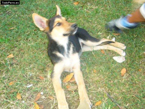 La foto del perro Pinky Foto del perro Pinky