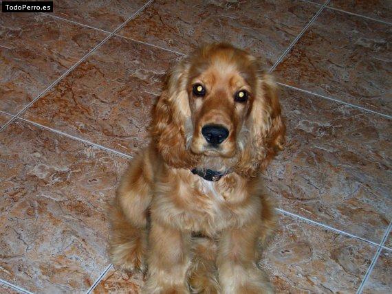 Foto del perro Nemo