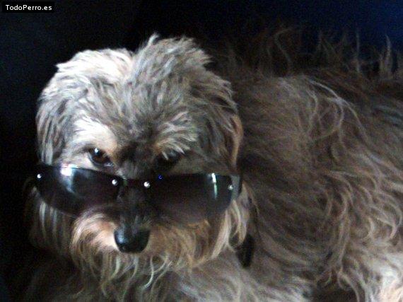 Foto del perro Tino