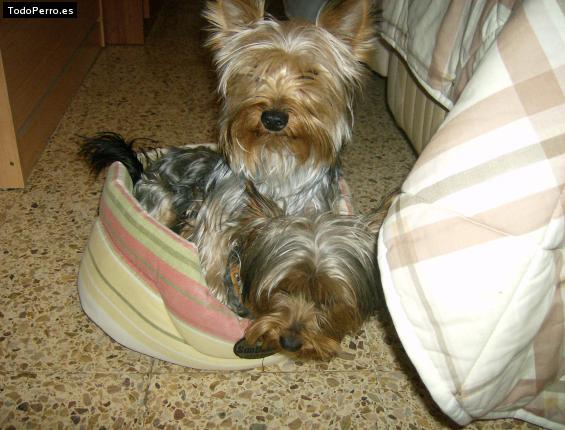 La foto del perro Isi y dic Foto del perro Isi y dic