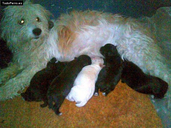 Foto del perro Shasha