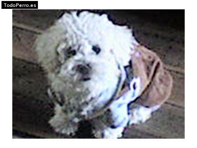 La foto del perro Willo Foto del perro Willo