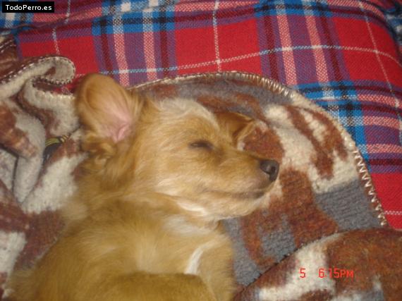 La foto del perro Jacobo Foto del perro Jacobo