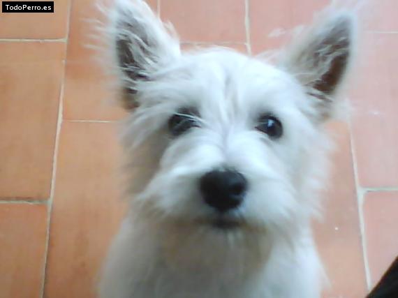 La foto del perro Curro Foto del perro Curro