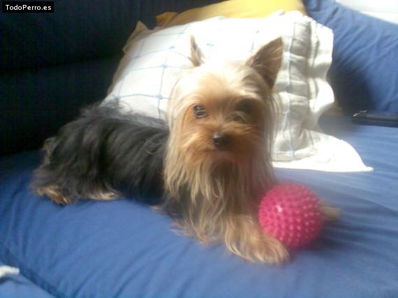 La foto del perro Perla Foto del perro Perla