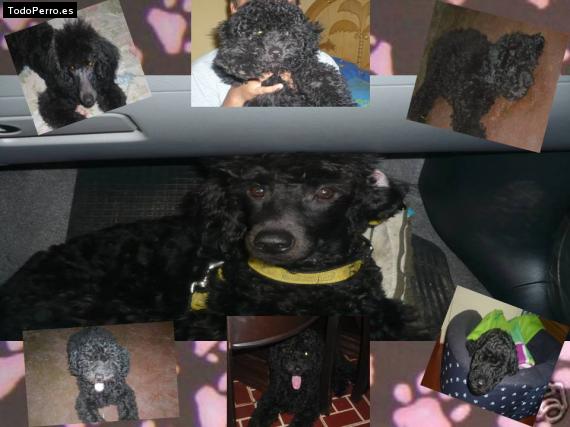 La foto del perro Calu Foto del perro Calu