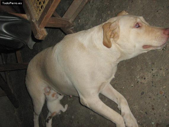 La foto del perro Mona Foto del perro Mona