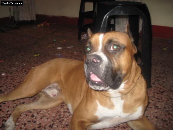 Foto del perro Chavo