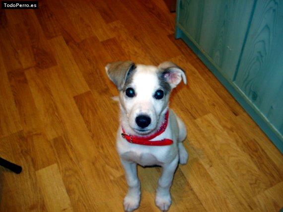 La foto del perro Manchas Foto del perro Manchas