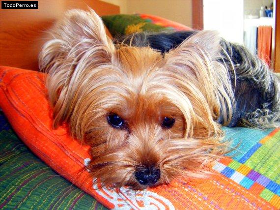 La foto del perro Cala Foto del perro Cala