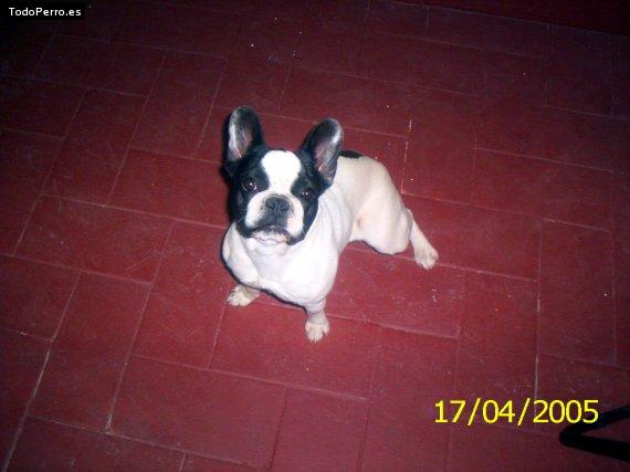 Foto del perro Gorda