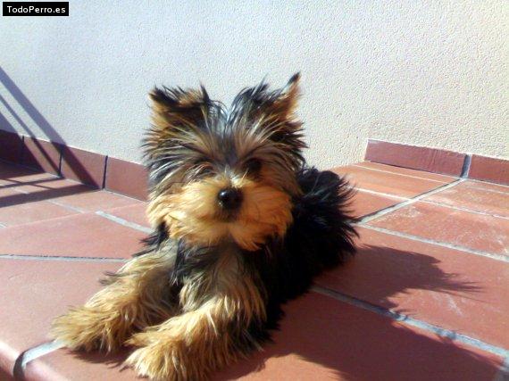 La foto del perro Clip Foto del perro Clip