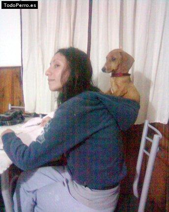 Foto del perro Bichi caceres