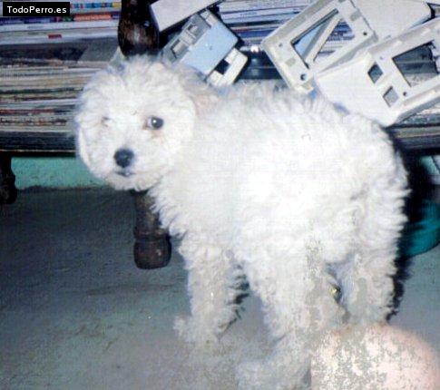 Foto del perro Bernardo