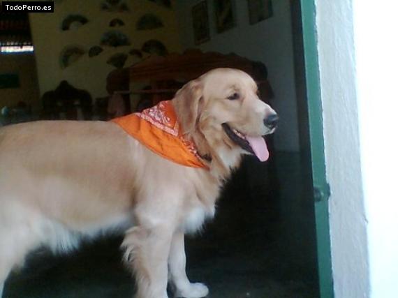 Foto del perro Brandom