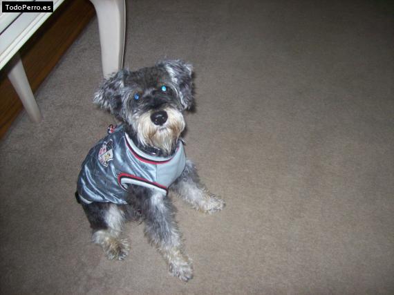 La foto del perro Chuy Foto del perro Chuy