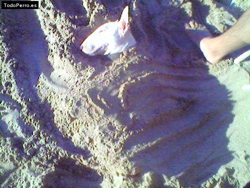 La foto del perro