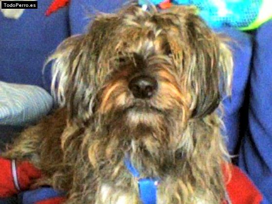 Foto del perro Happy