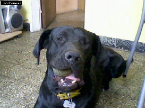 Foto del perro Black