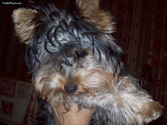 La foto del perro