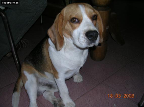 La foto del perro Ulises Foto del perro Ulises