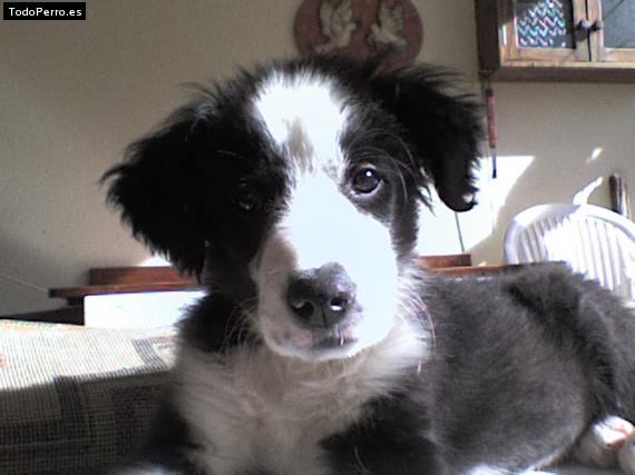 La foto del perro Pilin Foto del perro Pilin