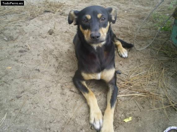 Foto del perro Joacky