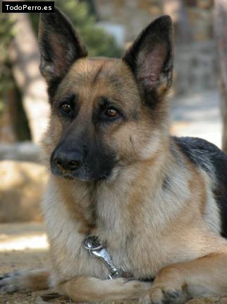 La foto del perro Maika Foto del perro Maika