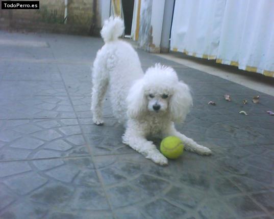 La foto del perro Mora Foto del perro Mora