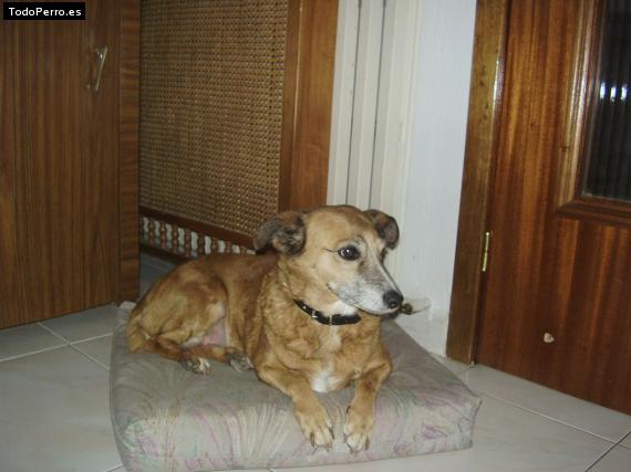 La foto del perro Mina Foto del perro Mina