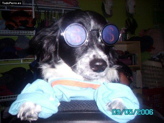 La foto del perro Loky jose Foto del perro Loky jose