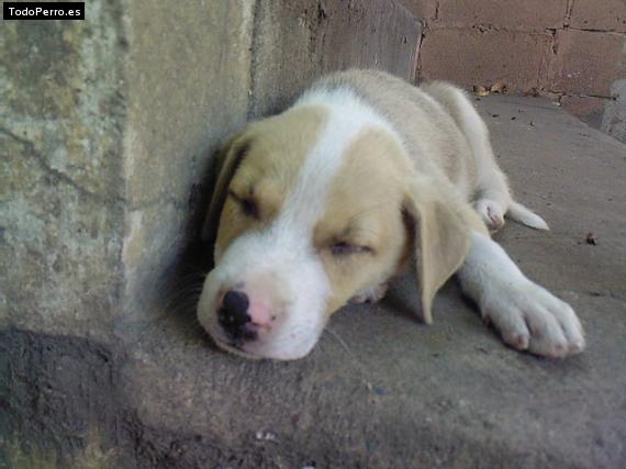 Foto del perro Brandom