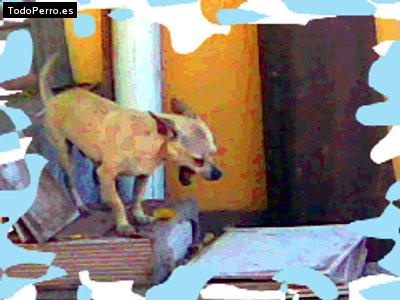 Foto del perro Cachito