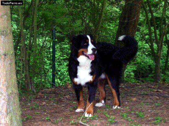 La foto del perro Mozart Foto del perro Mozart