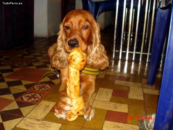 Foto del perro Brown