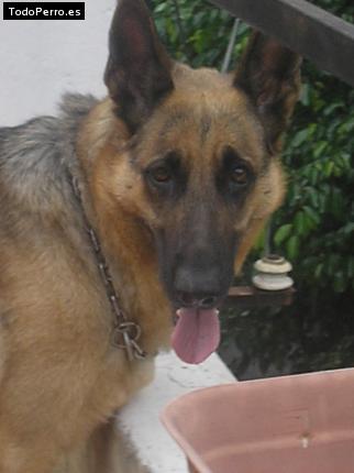 La foto del perro Lila Foto del perro Lila