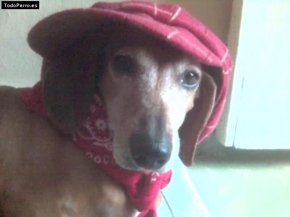 Foto del perro Ternura