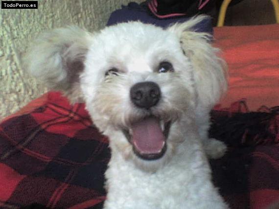 La foto del perro Munyeco Foto del perro Munyeco