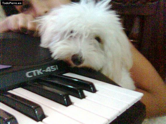 Foto del perro Cotufa