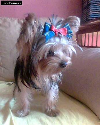 La foto del perro