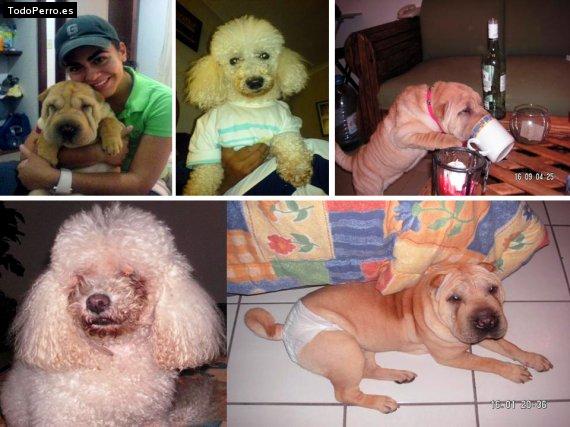 La foto del perro Dino y africa Foto del perro Dino y africa