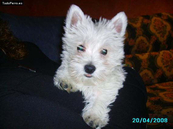 Foto del perro Coba