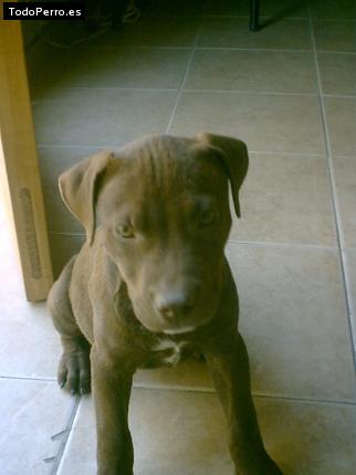 Foto del perro Branca