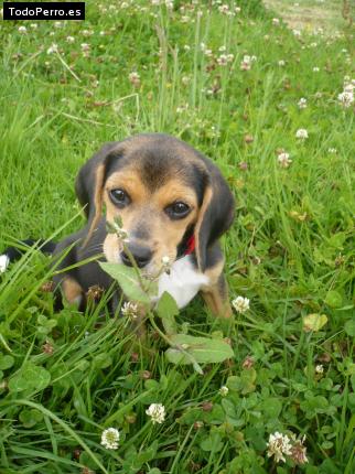 La foto del perro Lupita Foto del perro Lupita