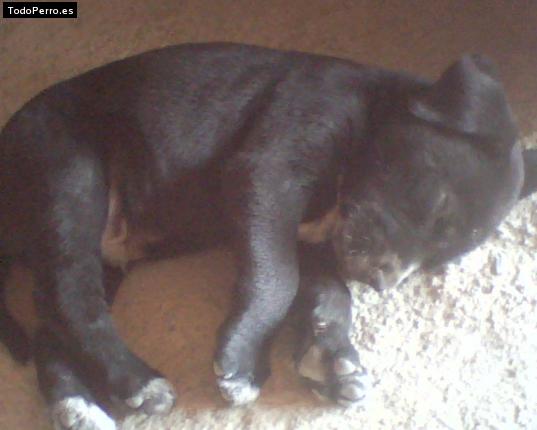 Foto del perro Clifford