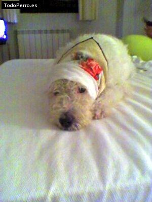 La foto del perro Popi Foto del perro Popi