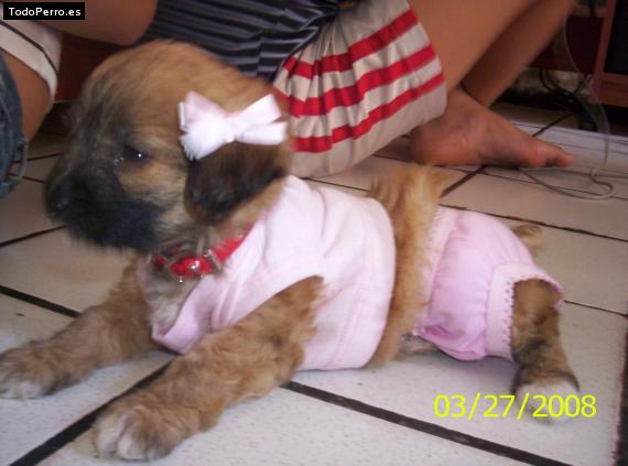 Foto del perro Neela